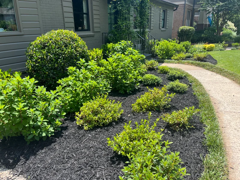 Mulch bed redesign with shrubs and curved walkway