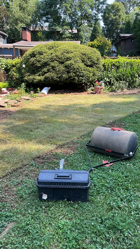 Fresh sod roller and lawn renovation in progress